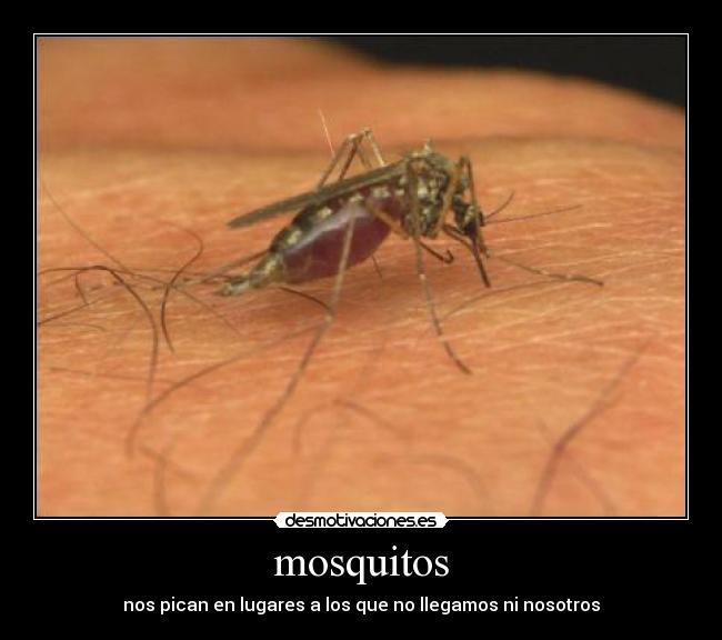 mosquitos - nos pican en lugares a los que no llegamos ni nosotros