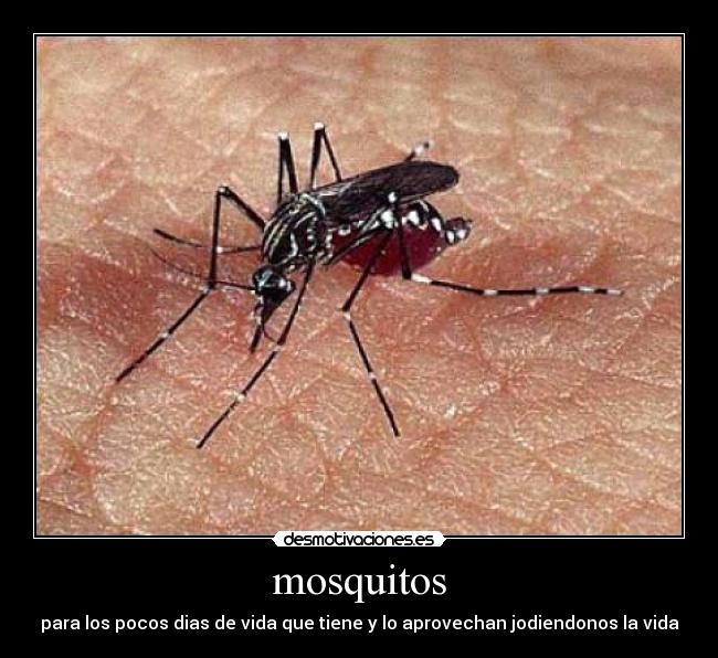 mosquitos - 