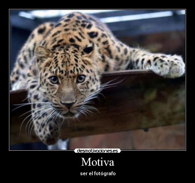 Motiva - ser el fotógrafo