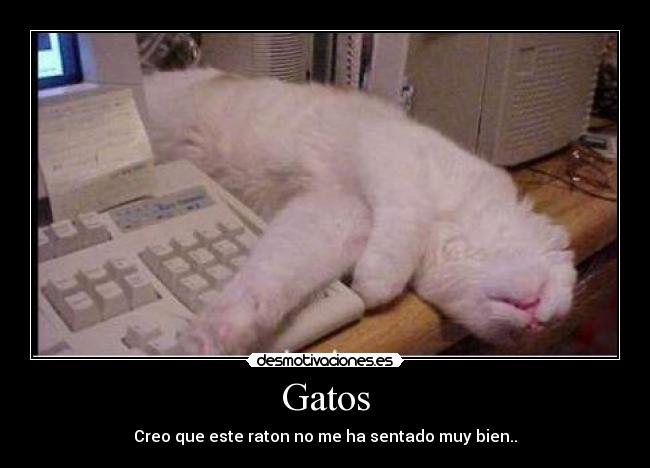 Gatos - Creo que este raton no me ha sentado muy bien..