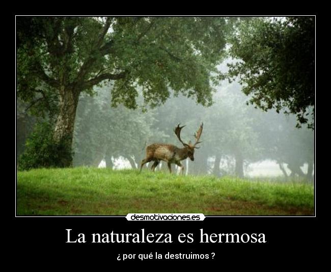 La naturaleza es hermosa - ¿ por qué la destruimos ?