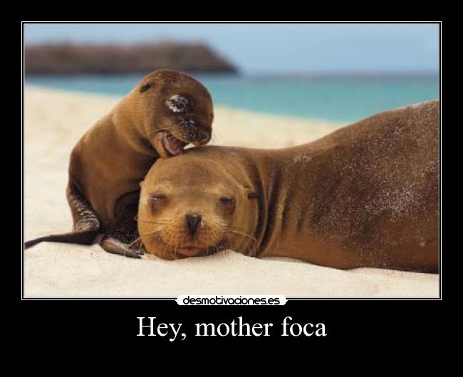 Hey, mother foca -