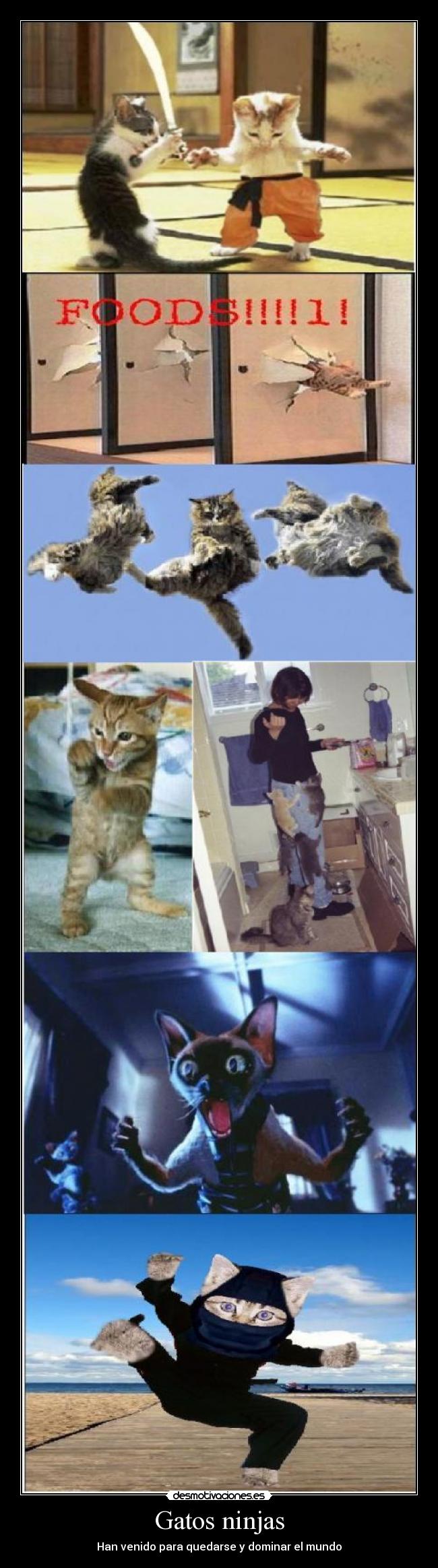 Gatos ninjas -