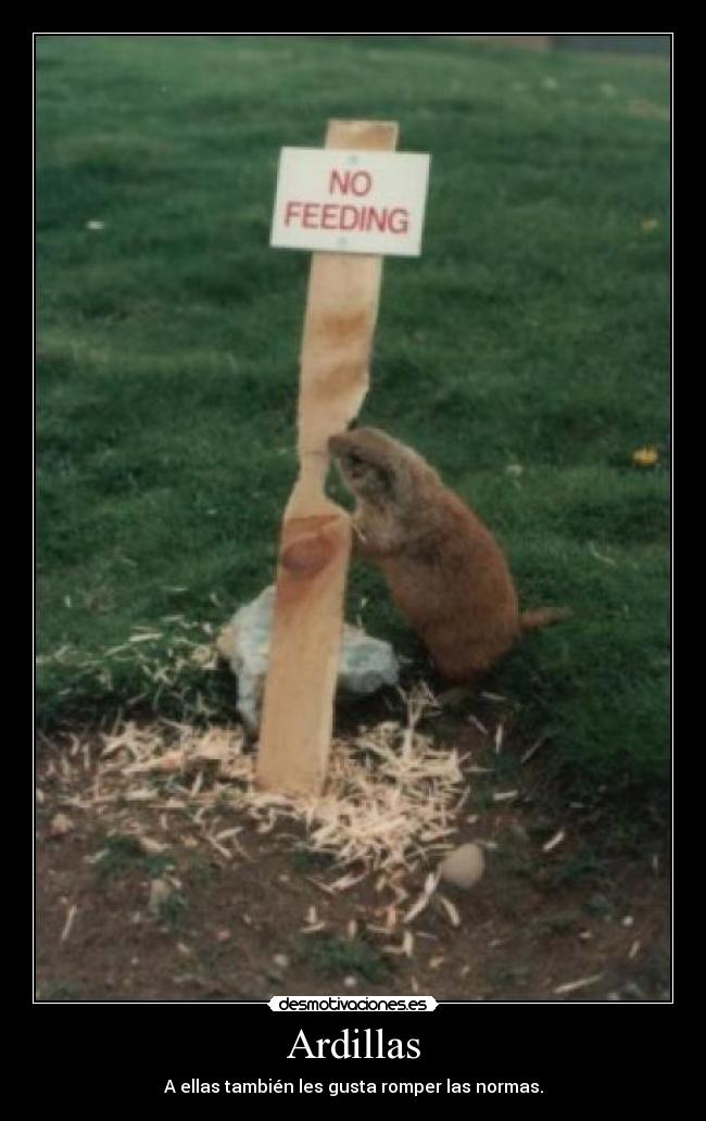 carteles ardillas desmotivaciones