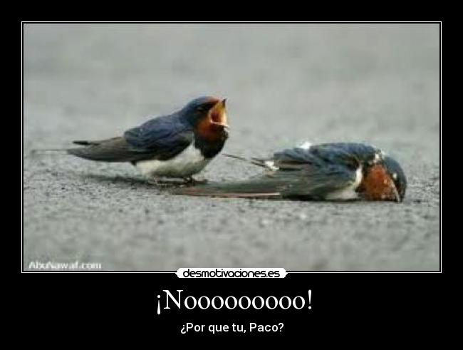¡Nooooooooo! - ¿Por que tu, Paco?