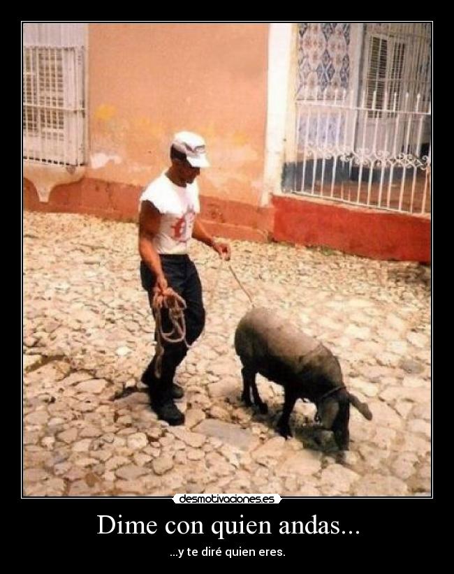 carteles pig desmotivaciones