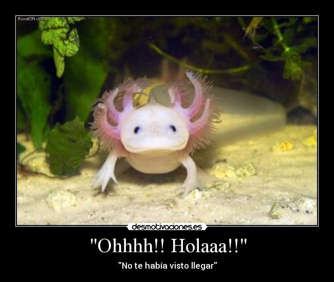 Ohhhh!! Holaaa!! - No te había visto llegar