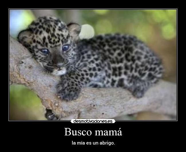 Busco mamá - 