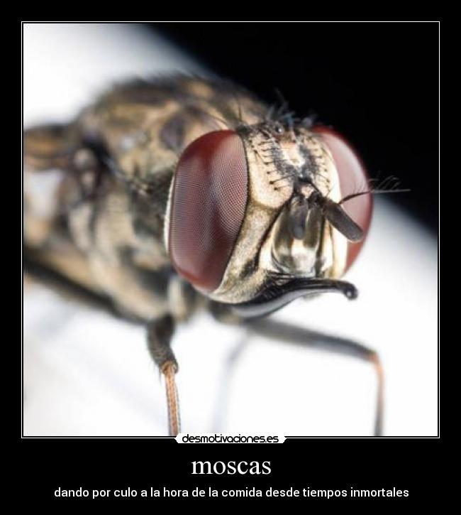 moscas - dando por culo a la hora de la comida desde tiempos inmortales