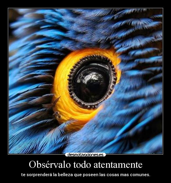 Obsérvalo todo atentamente - te sorprenderá la belleza que poseen las cosas mas comunes.