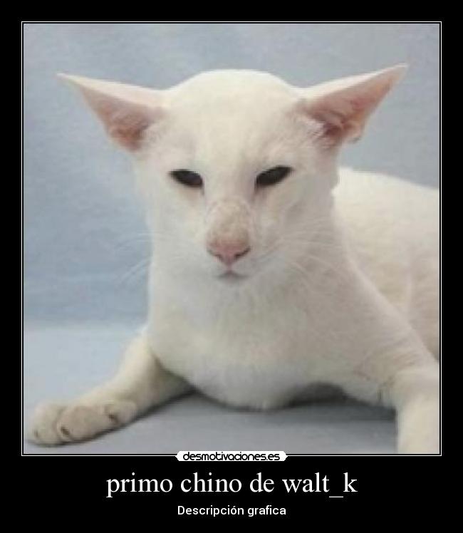 primo chino de walt_k - Descripción grafica
