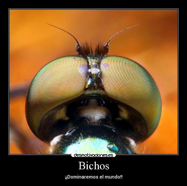 Bichos -