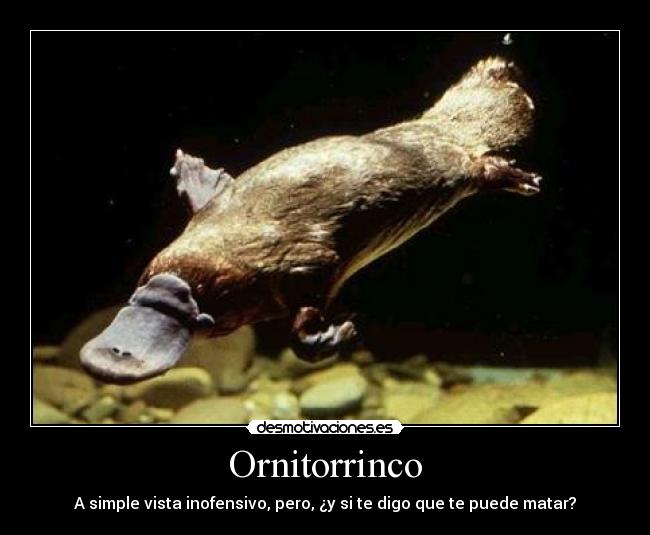 Ornitorrinco -