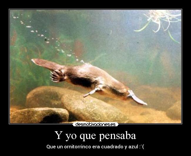 Y yo que pensaba - Que un ornitorrinco era cuadrado y azul :´(