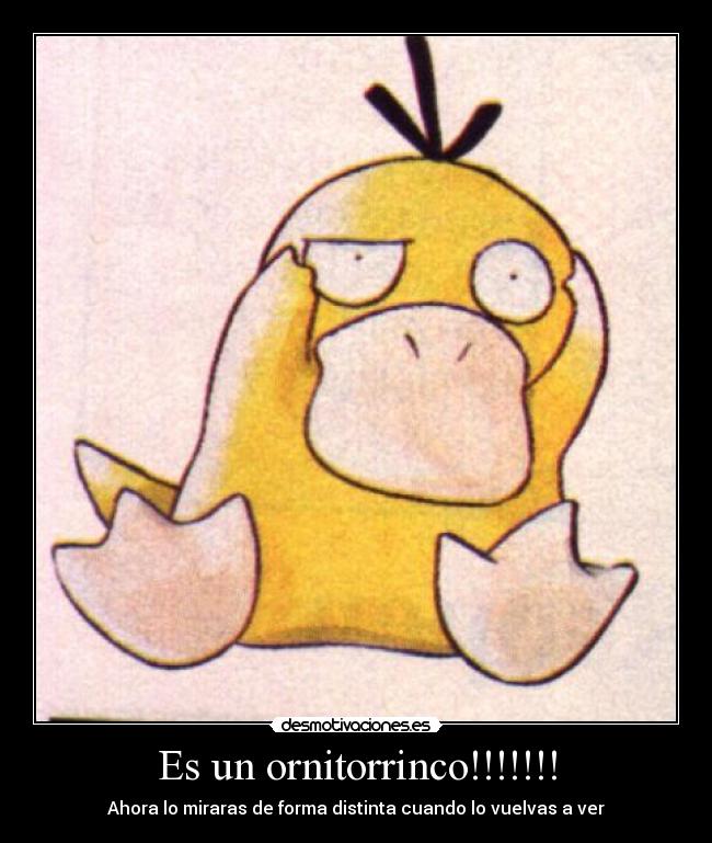 Es un ornitorrinco!!!!!!! - Ahora lo miraras de forma distinta cuando lo vuelvas a ver