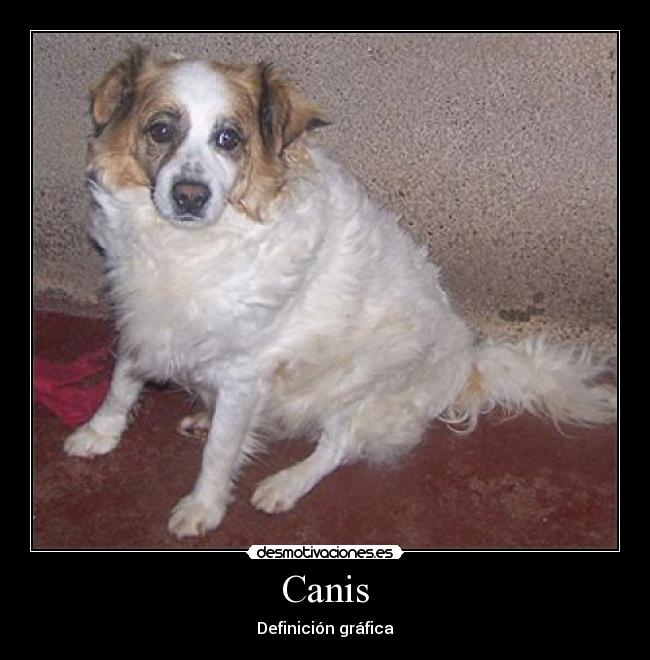 Canis - Definición gráfica