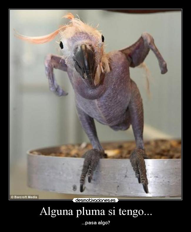 Alguna pluma si tengo... - ...pasa algo?