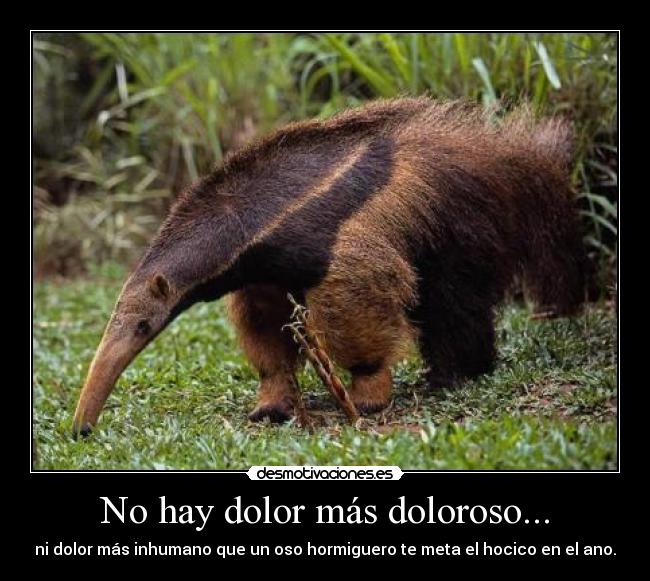 No hay dolor más doloroso... - ni dolor más inhumano que un oso hormiguero te meta el hocico en el ano.