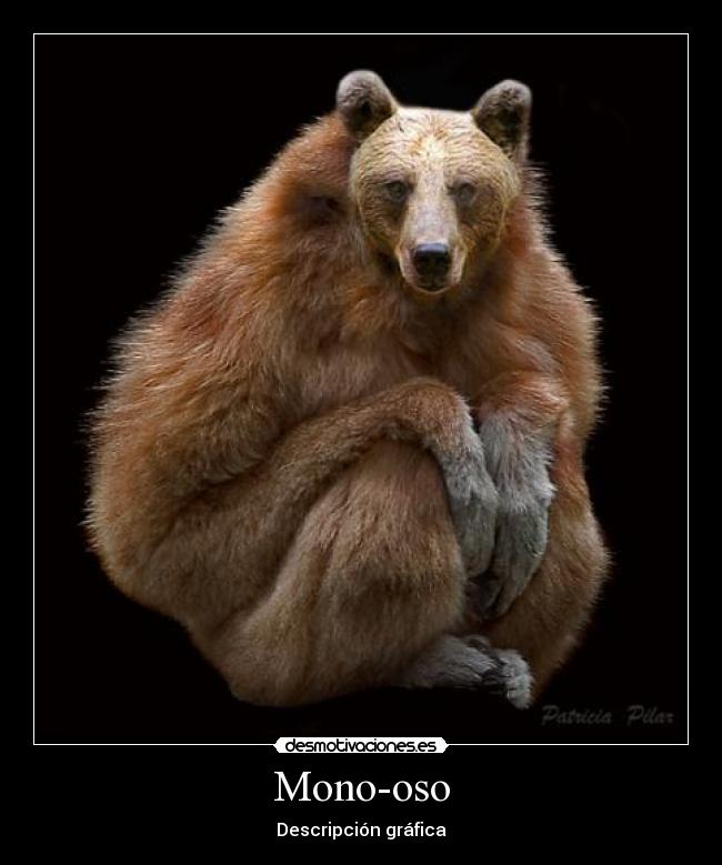Mono-oso - Descripción gráfica