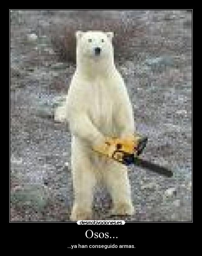 Osos... - ...ya han conseguido armas.