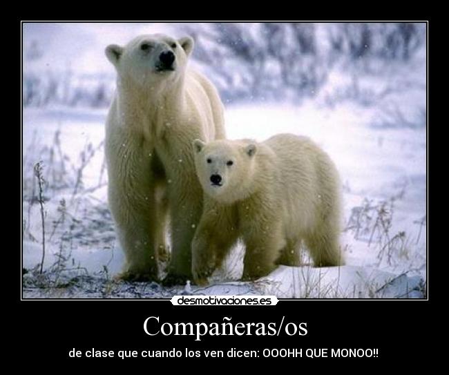 Compañeras/os - de clase que cuando los ven dicen: OOOHH QUE MONOO!!