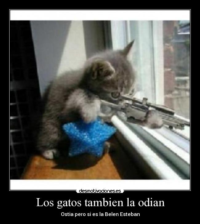 Los gatos tambien la odian - 