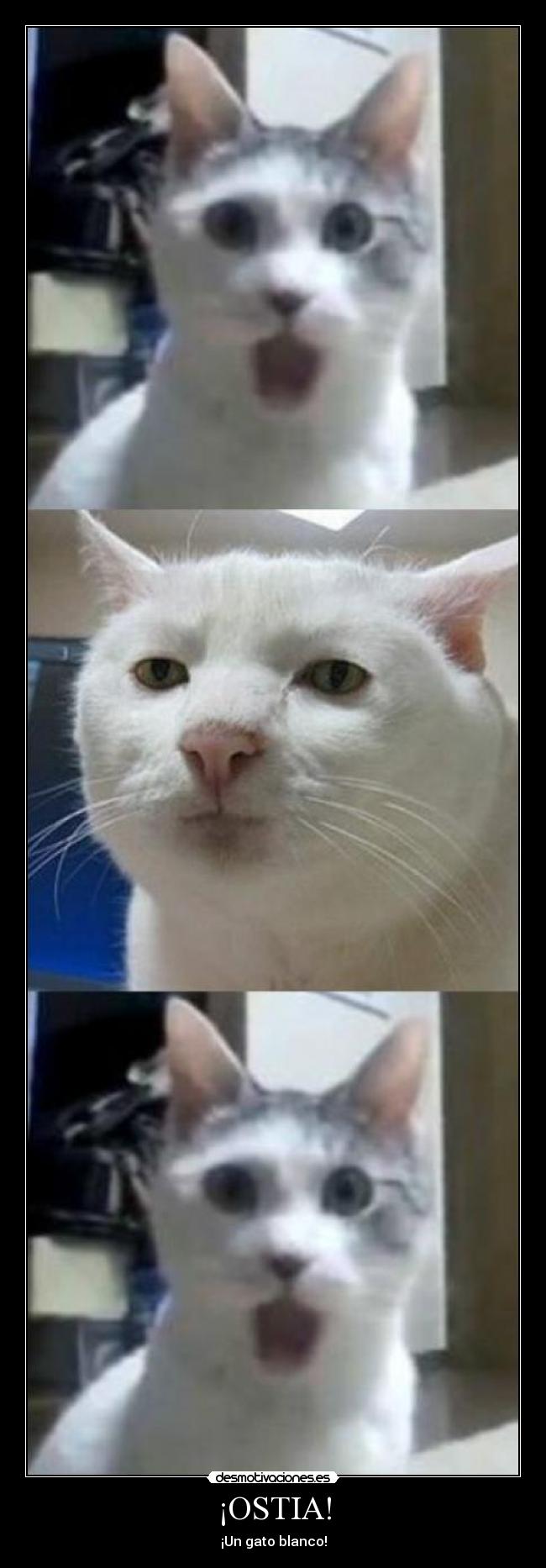 ¡OSTIA! - ¡Un gato blanco!