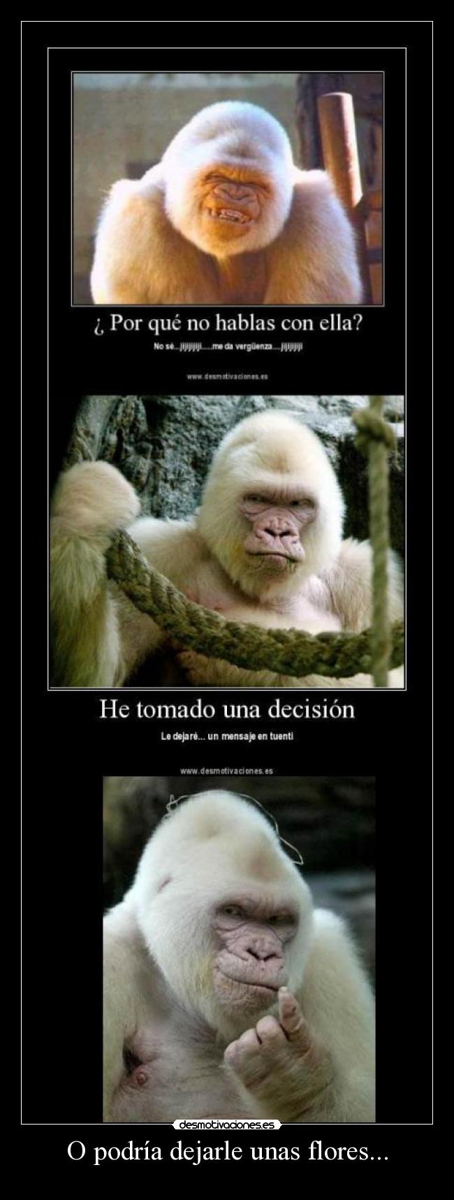 carteles podria dejarle unas flores gorila albino desmotivaciones