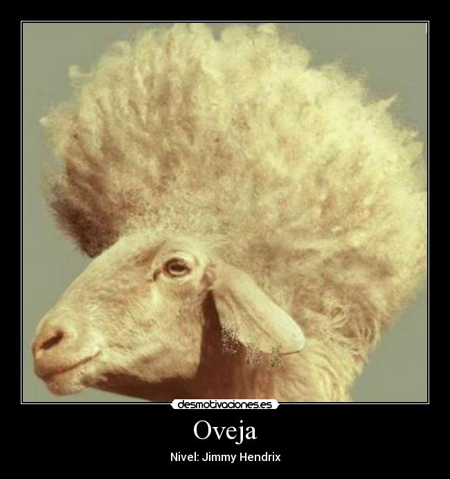 Oveja - 