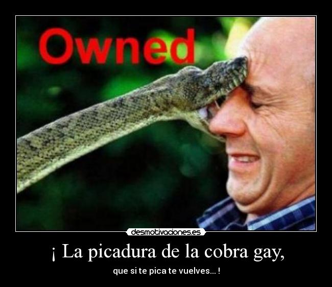 ¡ La picadura de la cobra gay, - 