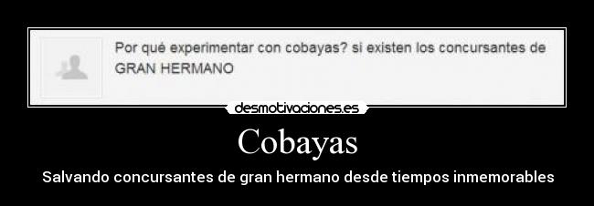 Cobayas - 