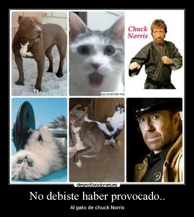 No debiste haber provocado.. - Al gato de chuck Norris
