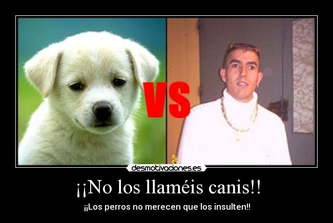 ¡¡No los llaméis canis!! - ¡¡Los perros no merecen que los insulten!!