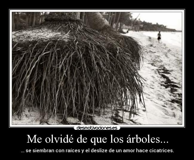 Me olvidé de que los árboles... - ... se siembran con raíces y el deslize de un amor hace cicatrices.