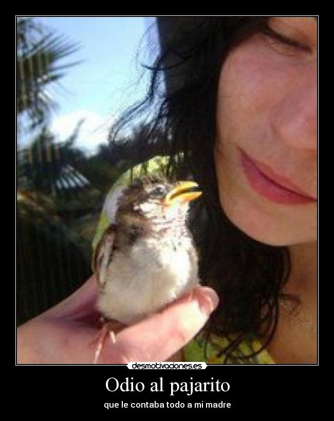 Odio al pajarito - que le contaba todo a mi madre
