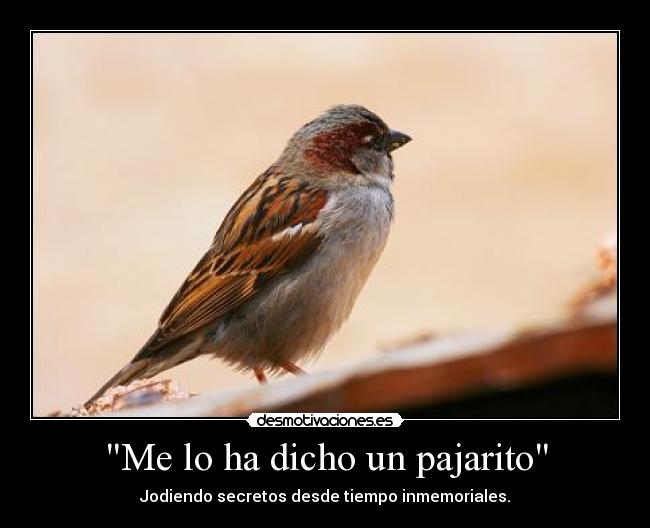 Me lo ha dicho un pajarito - 