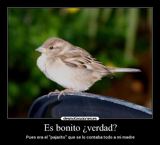 Es bonito ¿verdad? -
