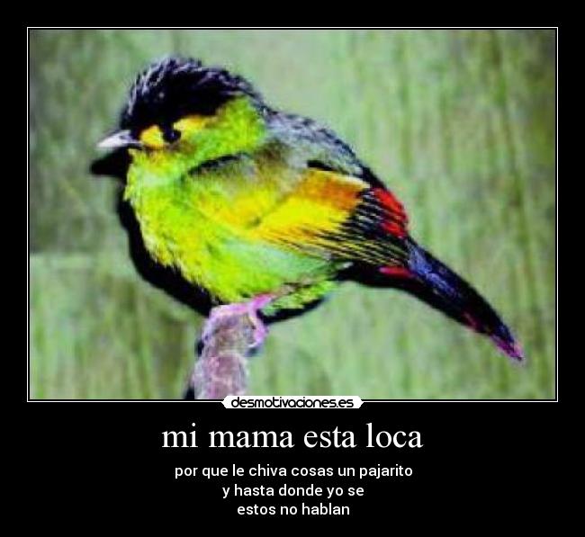mi mama esta loca - por que le chiva cosas un pajarito
y hasta donde yo se
estos no hablan
