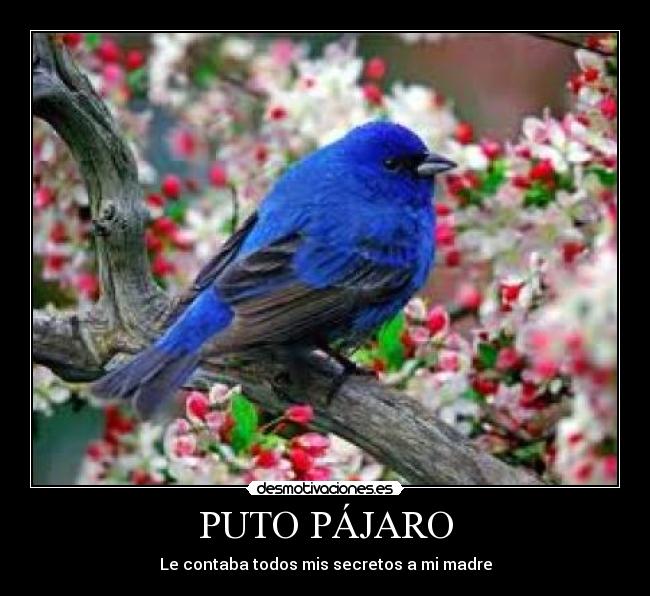 PUTO PÁJARO - Le contaba todos mis secretos a mi madre