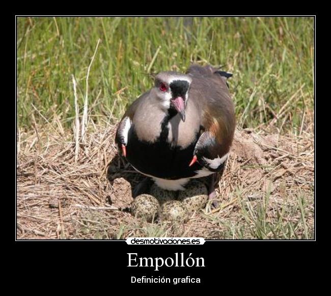 Empollón -