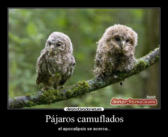 Pájaros camuflados -