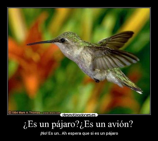 ¿Es un pájaro?¿Es un avión? -