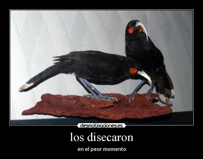 los disecaron - 