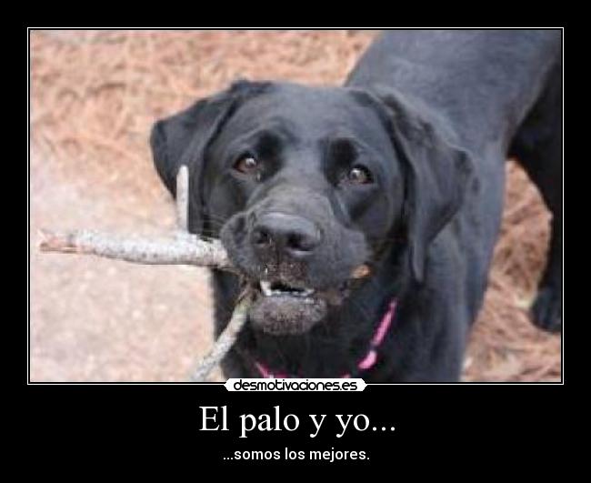 El palo y yo... - 
