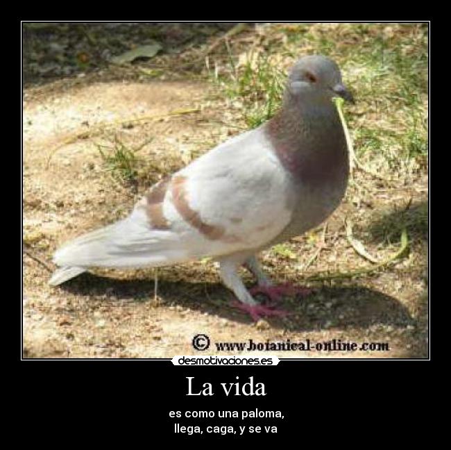 La vida - 