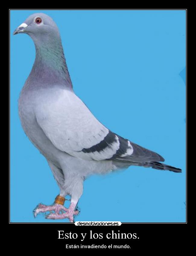 Esto y los chinos. - Están invadiendo el mundo.