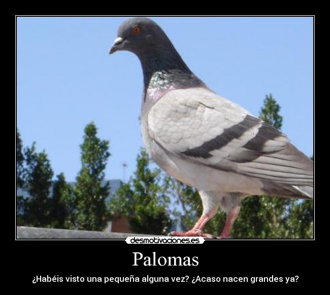 carteles paloma nace grande desmotivaciones