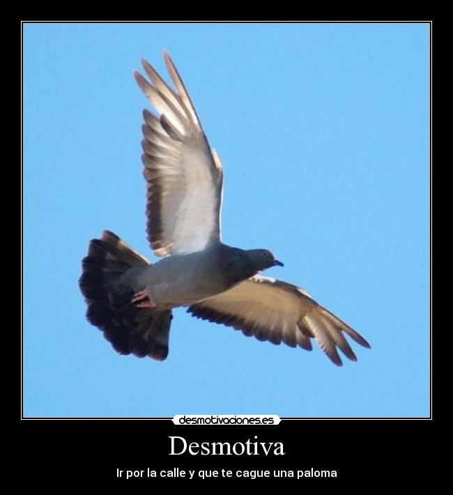 Desmotiva - Ir por la calle y que te cague una paloma