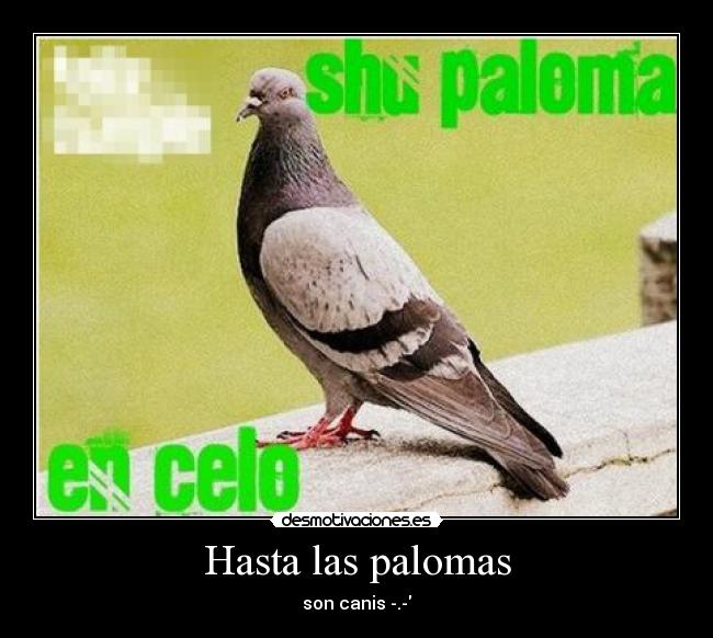 Hasta las palomas -