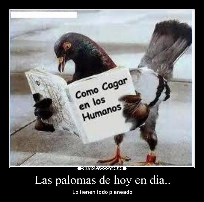 Las palomas de hoy en dia.. -